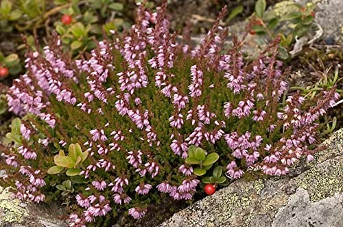 Calluna vulgaris 800 seeds