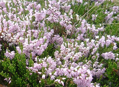 Calluna vulgaris 800 seeds