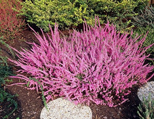 Calluna vulgaris Semilla, brezo escocés, una cubierta de tierra de hoja perenne o arbusto bajo.