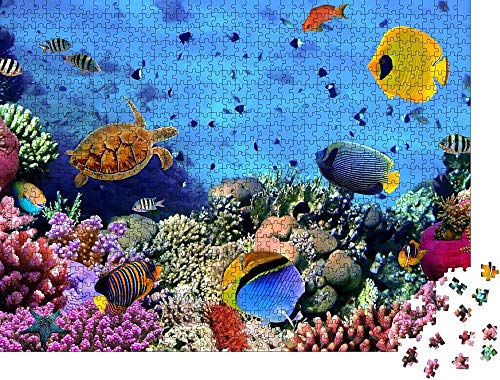 Diy Art Puzzle Adultos Rompecabezas Foto de una colonia de coral, Mar Rojo, Egipto - Puzzle clásico Clásico Puzzle Decoración -1000 piezas