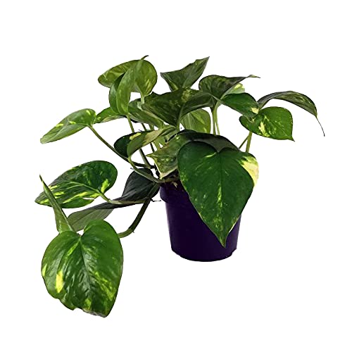 Epipremnum Aureum Planta Natural Potus, Pothos o Potos