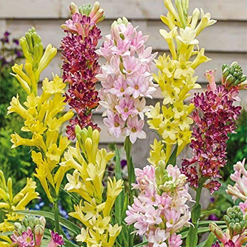 Fácil de cultivar,Puede florecer todo el año Primera opción para flores cortadas,Adaptable,Bulbos de nardo,Los arreglos florales más utilizados,Bulbos de nardo blanco-5 Bulbos,c