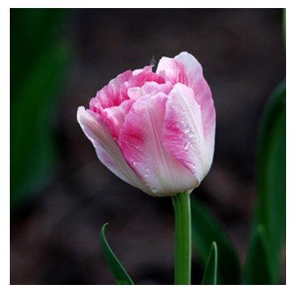 Fash Lady 100 Unidades Giglio Plantas bonsáis de Interior Semillas de Lirio de Calla Buen Flor casa jardín Giglio Semillas de Flores 9 