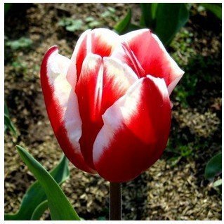 Fash Lady 100 Unidades Giglio Plantas bonsáis de Interior Semillas de Lirio de Calla Buen Flor casa jardín Giglio Semillas de Flores 9 