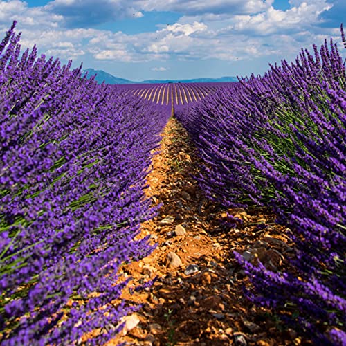 Flores de lavanda secas (250g), lavanda 100% natural, intensivas en fragancias, secas suavemente y sin aditivos para la preparación de té, bolsas de fragancia o decoración