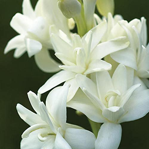 Flores pequeñas y delicadas,Planta decorativa mágica,Hermosas flores ornamentales,Bulbo de nardo,Fragancia,Plantar ahora-5 Bulbos