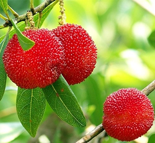 Futaba Árbol de la cera Myrica rubra árboles de hoja perenne 10 Semillas orgánicas