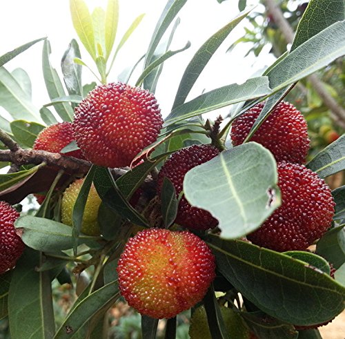 Futaba Árbol de la cera Myrica rubra árboles de hoja perenne 10 Semillas orgánicas