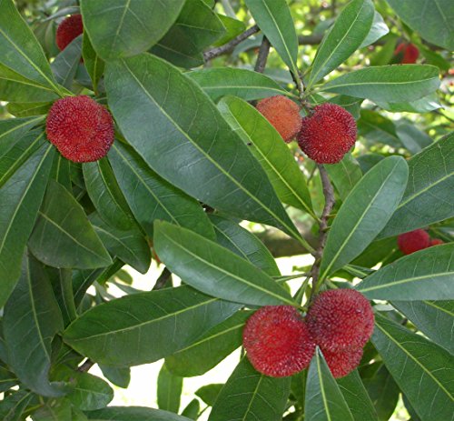 Futaba Árbol de la cera Myrica rubra árboles de hoja perenne 10 Semillas orgánicas