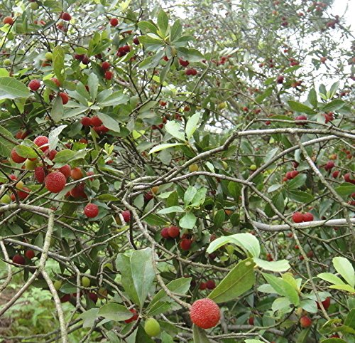 Futaba Árbol de la cera Myrica rubra árboles de hoja perenne 10 Semillas orgánicas