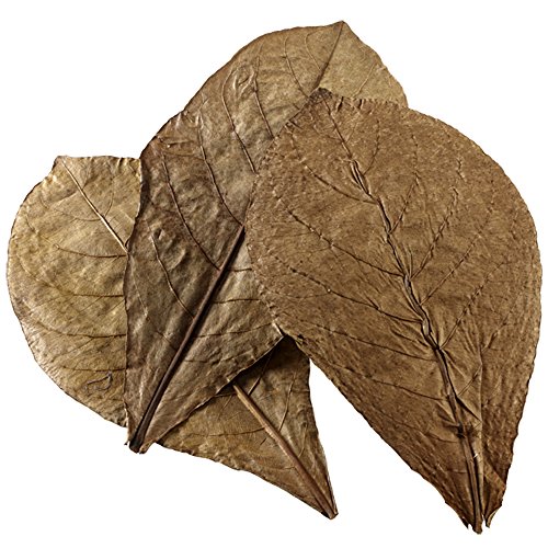 Hobby 51105 Catappa Leaves XL 12PCS