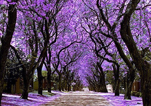 Jacaranda, Flor increíble en Azul, 10 Semillas Frescas