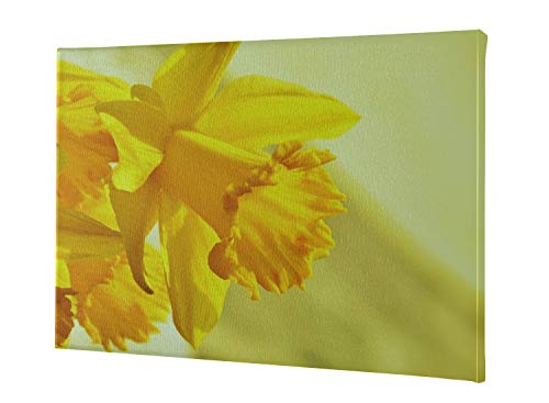 JIUCHUAN Decoración de Paredes Narcisos Osterglocken Flor Amarilla Flor Primavera Pintado en la Pared 12 x 16 Pulgadas (30x40 cm) Impresión en Lienzo Imágenes Obras de Arte en la Pared Imágenes