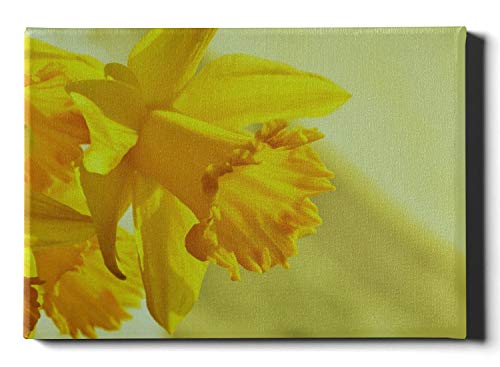 JIUCHUAN Decoración de Paredes Narcisos Osterglocken Flor Amarilla Flor Primavera Pintado en la Pared 12 x 16 Pulgadas (30x40 cm) Impresión en Lienzo Imágenes Obras de Arte en la Pared Imágenes