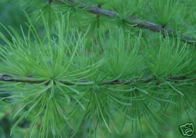 Larix decidua Europa Semillas alerce.