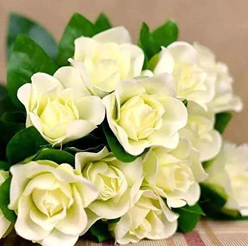 Las Semillas De Gardenia De 150 Piezas Tienen Un Temperamento Especial Alto Atractivo Arbusto Perenne Adecuado Para Hermosos Ramos De Flores Cortadas