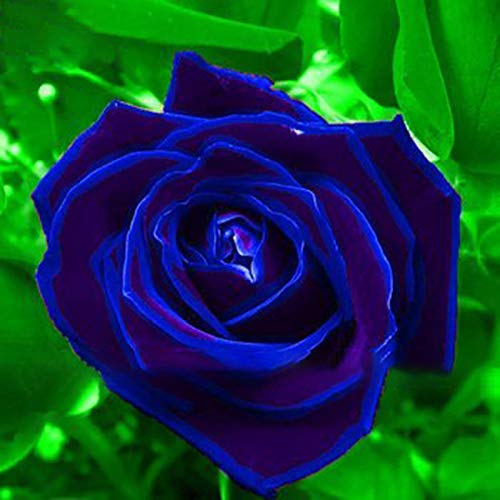 Las semillas de rosa, plantas 50pcs / bag Rose semilla natural multi-uso de flores azul rústica para jardín