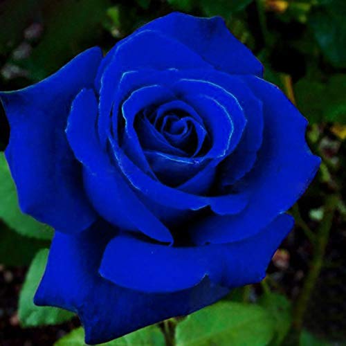 Las semillas de rosa, plantas 50pcs / bag Rose semilla natural multi-uso de flores azul rústica para jardín