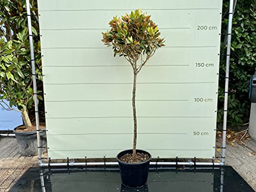 Magnolia Grandiflora Little Gem 200 cm