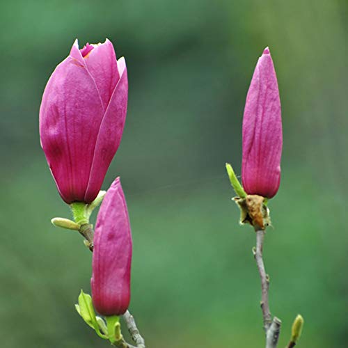 Magnolia, semillas 20Pcs / Bolsa de plantación de semillas naturales mini flor decorativa para regalo ideal jardinería al aire libre