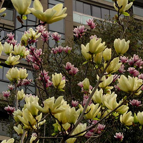 Magnolia, semillas 20Pcs / Bolsa de plantación de semillas naturales mini flor decorativa para regalo ideal jardinería al aire libre