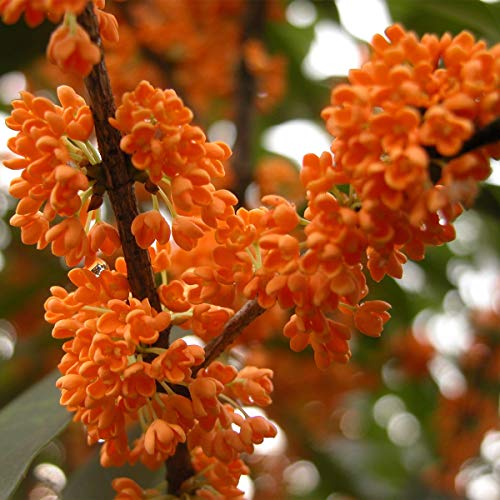 Mei Ting Osmanthus Fragrans/Dangui 85 gramos de flores secas orgánicas naturales, camelias chinas de cuidado de la salud tradicional