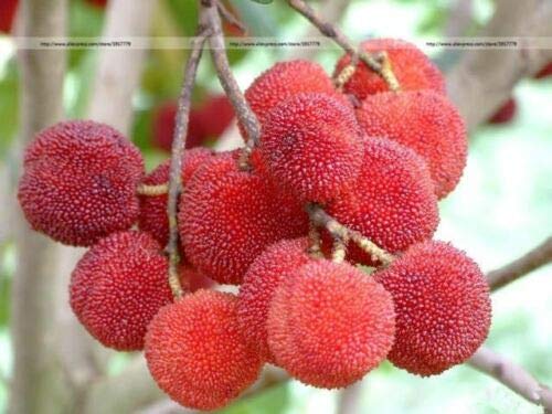 Myrica rubra raras Tropical Seeds japonesa Bayberry Gran Planta de interior Bonsai O (10)