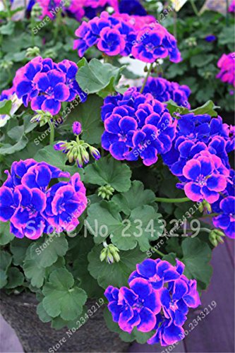 Nueva azules y rosas La plantación de geranios Semillas De Flores Raras doble Cplor jardín de 50 PC * bolsa de semillas Pelargonium barato Bonsai