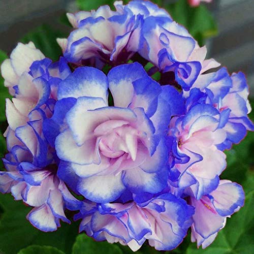Nueva azules y rosas La plantación de geranios Semillas De Flores Raras doble Cplor jardín de 50 PC * bolsa de semillas Pelargonium barato Bonsai