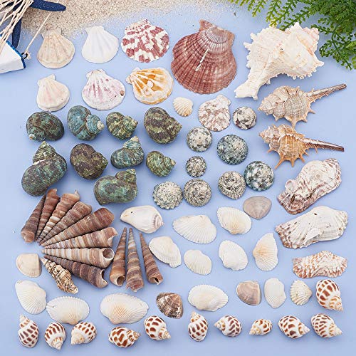 PandaHall 330 g de Forma Mixta sin perforar, Cuentas de Concha de mar sin Agujero, Conchas Marinas Naturales del océano de la Playa, Conchas Marinas para decoración del hogar, Fiestas, Bodas