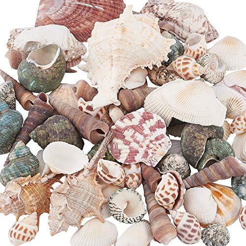 PandaHall 330 g de Forma Mixta sin perforar, Cuentas de Concha de mar sin Agujero, Conchas Marinas Naturales del océano de la Playa, Conchas Marinas para decoración del hogar, Fiestas, Bodas