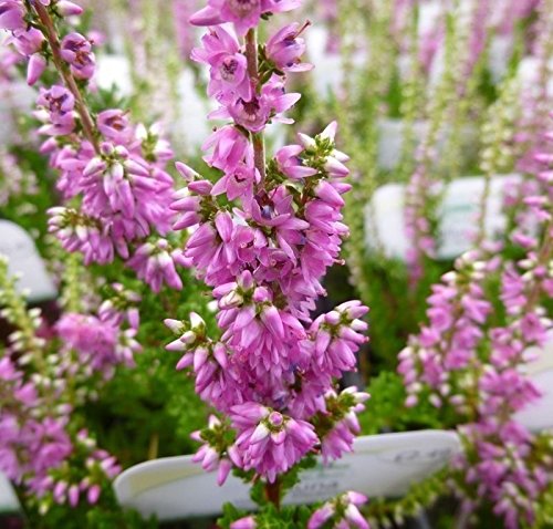 pinkdoseâ ® 25 semillas – calluna vulgaris Seed, Scotch Heather, Una cobertura del terreno perenne O Un alucinógeno Bajo