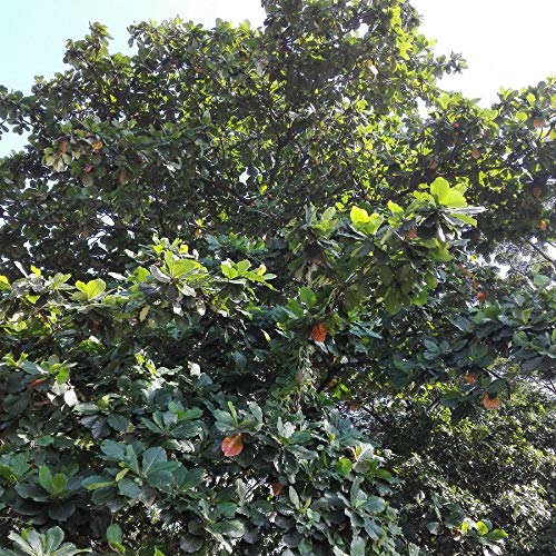 PLAT FIRM SEMILLAS DE GERMINACION: 10 semillas: hojas de almendra de la India Catappa Terminalia Tree Semillas Batta Fish