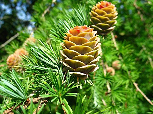 PLAT FIRM SEMILLAS DE GERMINACION: 400 Semillas: Alerce japonés, Larix leptolepis, (Larix kaempferi) Semillas de árboles, (Color de otoño)