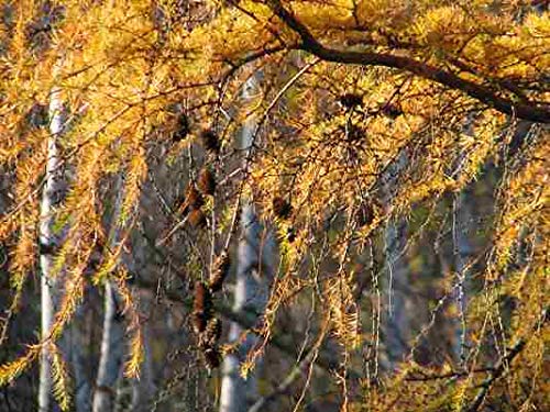 PLAT FIRM SEMILLAS DE GERMINACION: 400 Semillas: Alerce japonés, Larix leptolepis, (Larix kaempferi) Semillas de árboles, (Color de otoño)