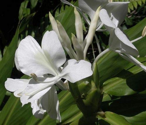 PLAT FIRM SEMILLAS DE GERMINACION: Hedychium coronarium White Ginger 3 Bulbos planta tropical bulbos/flor