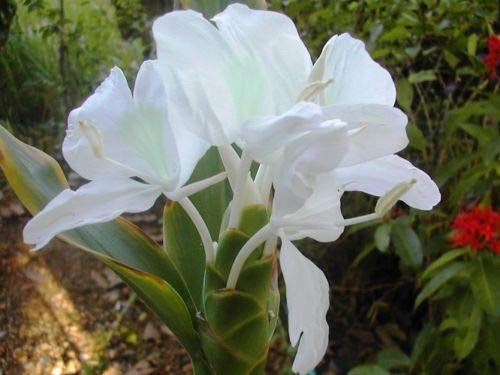 PLAT FIRM SEMILLAS DE GERMINACION: Hedychium coronarium White Ginger 3 Bulbos planta tropical bulbos/flor