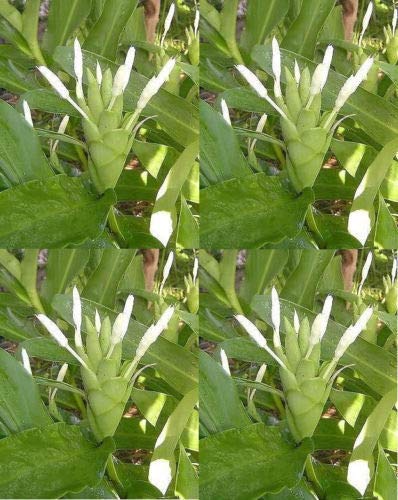 PLAT FIRM SEMILLAS DE GERMINACION: Hedychium coronarium White Ginger 3 Bulbos planta tropical bulbos/flor