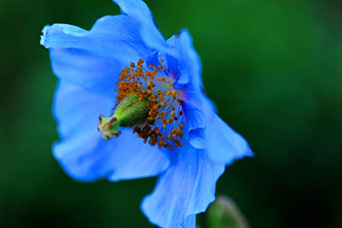 Portal Cool 100 semillas de amapola azul del Himalaya / Tíbet / amapola azul