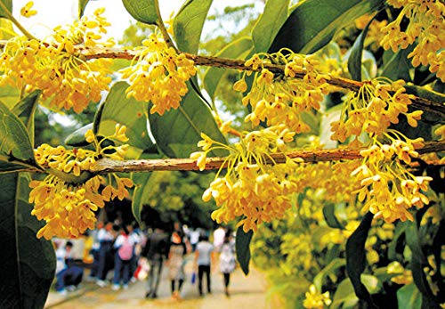 Portal Cool Osmanthus fragrans amarillas 5 Semillas, muy fragante de oliva, resistente al frío Sweet Olive