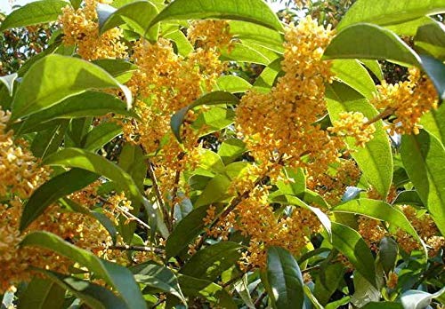 Portal Cool Osmanthus fragrans amarillas 5 Semillas, muy fragante de oliva, resistente al frío Sweet Olive