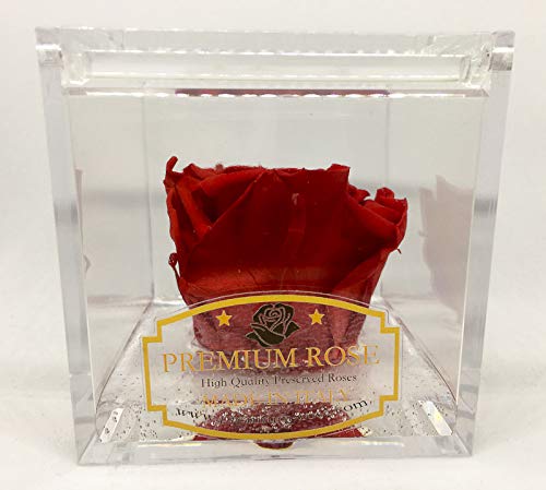 Premium-Rose - Rosa roja estabilizada en cubo transparente - Cubo con una auténtica y verdadera rosa que dura incluso más de 5 años