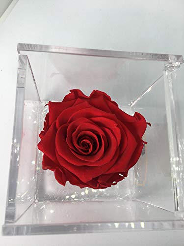 Premium-Rose - Rosa roja estabilizada en cubo transparente - Cubo con una auténtica y verdadera rosa que dura incluso más de 5 años