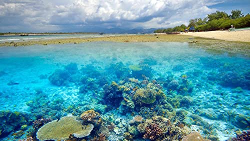 Puzzle De 1000 Piezas para Adultos Rompecabezas del Desafío De Los Niños Colonia De Coral Junto Al Mar Juego Formación De Equipos Regalos para Amigos