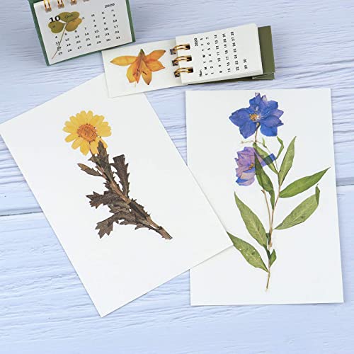 RisyPisy 160 Piezas Naturales Pegatinas, Florales y Plantas Stickers, Varias Pegatinas de Formas Especiales para Manualidades, Bullet Journal, Cuadernos, Portátiles, Teléfonos Móviles, Calendarios