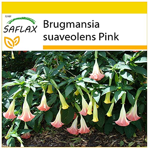 SAFLAX - Set de cultivo - Trompeta de ángel/Fucsia - 10 semillas - Con mini-invernadero, sustrato de cultivo y 2 maceteros - Brugmansia suaveolens Pink