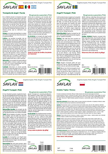 SAFLAX - Trompeta de ángel/Fucsia - 10 semillas - Con sustrato estéril para cultivo - Brugmansia suaveolens Pink