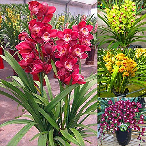 Semillas Cymbidium Cymbidium, 1 bolsa de semillas de alta tasa de supervivencia de rápido crecimiento Semillas pequeño jardín Bonsai Flor de la orquídea de Inicio