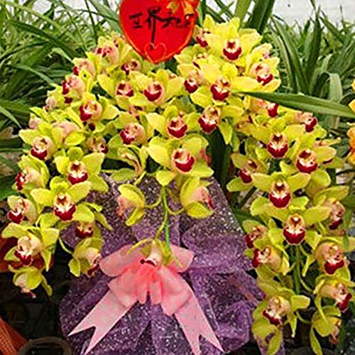 Semillas Cymbidium Cymbidium, 1 bolsa de semillas de alta tasa de supervivencia de rápido crecimiento Semillas pequeño jardín Bonsai Flor de la orquídea de Inicio