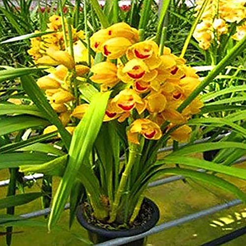 Semillas Cymbidium Cymbidium, 1 bolsa de semillas de alta tasa de supervivencia de rápido crecimiento Semillas pequeño jardín Bonsai Flor de la orquídea de Inicio